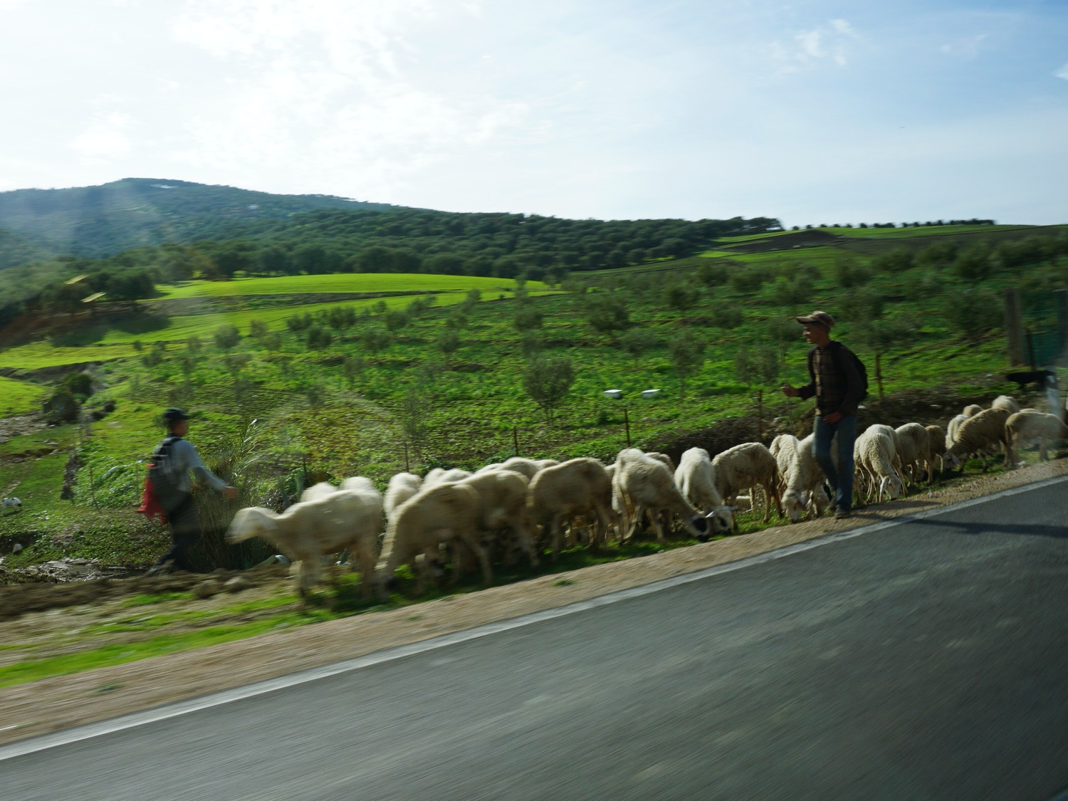 Morocco sheep