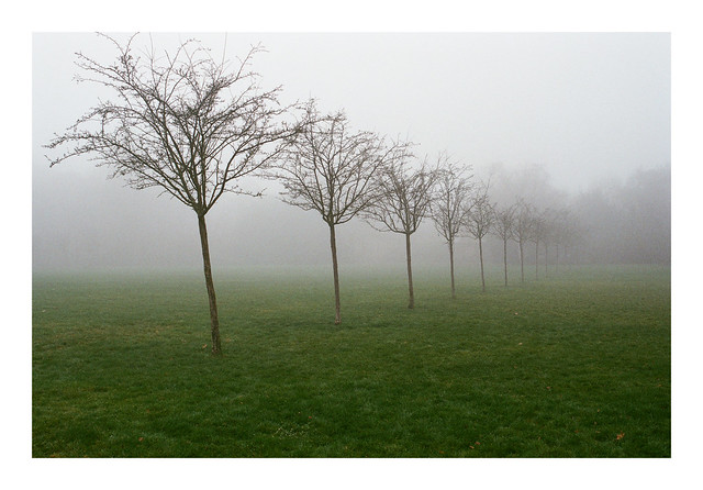 Trees in a foggy park - Fujifilm Superia X-TRA 400