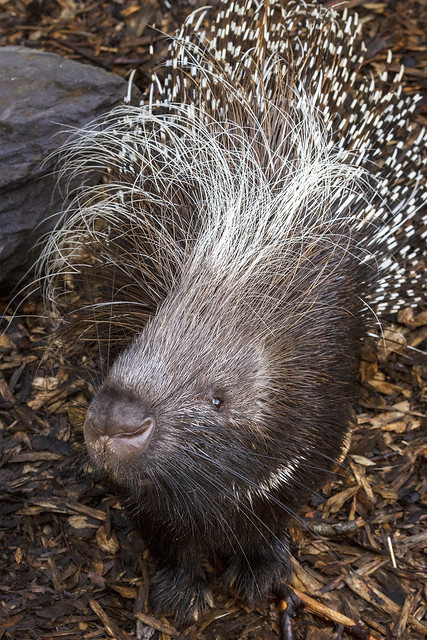 Crested porcupine, Exmoor Zoo, Bratton Fleming, North Devon, UK