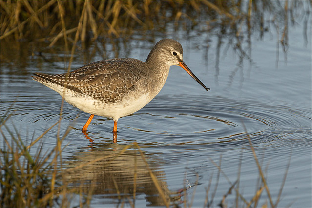Spotted Redshank 7