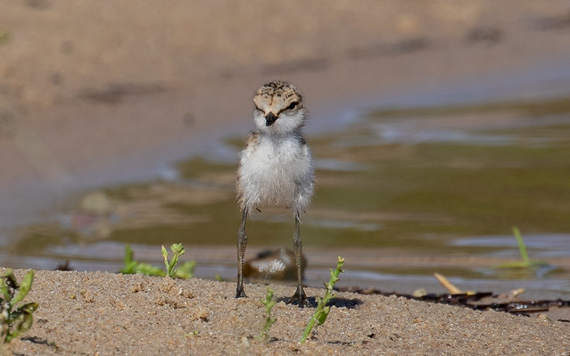 red-capped plover (Charadrius ruficapillus)-1430