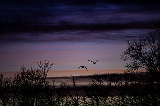 Geese Returning to the Lake at Sunset