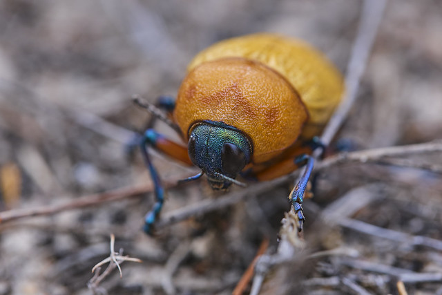 Jewel Beetle ( Julodimorpha Bakewelli )