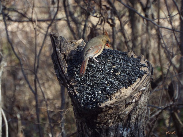 Cardinal on Bird Seed Pile