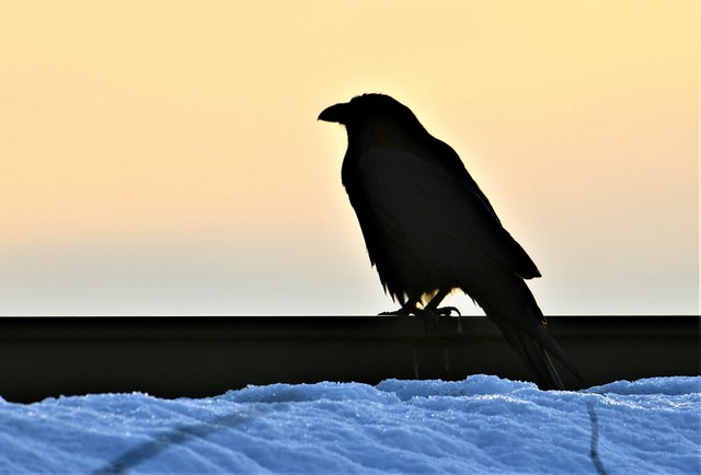 Raven on the rail