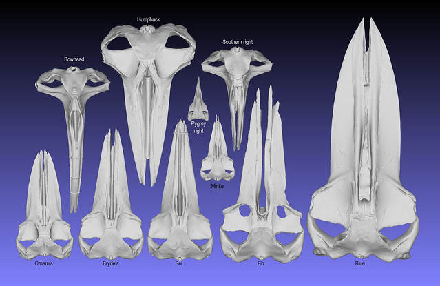World Baleen whale skulls