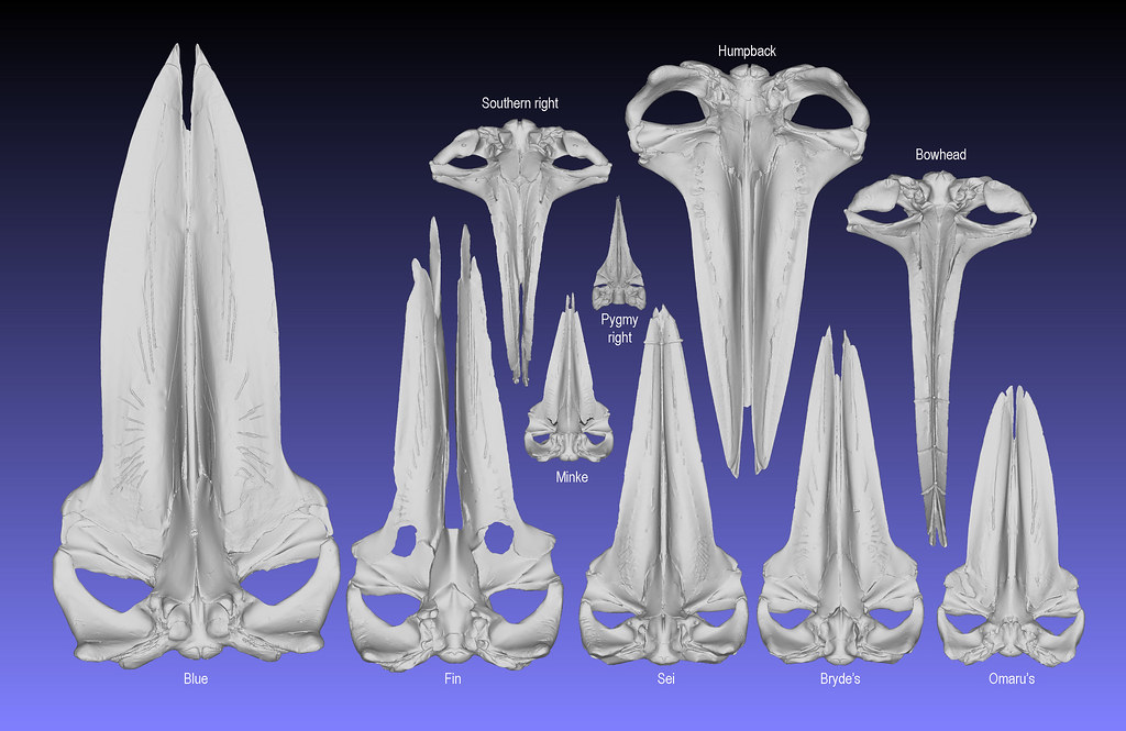 World baleen whale skulls