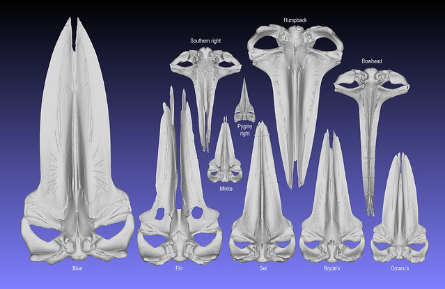 World baleen whale skulls