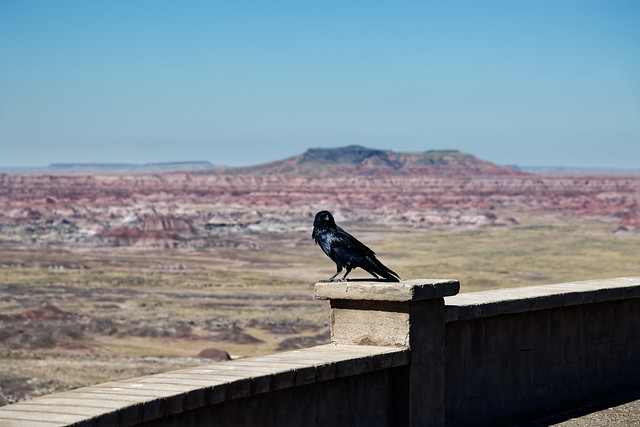 An Observant Raven Watched at Pintado Point in Petrified Forest National Park