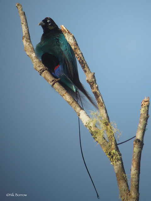 Blue Bird-of-Paradise Paradisaea rudolphi margaritae