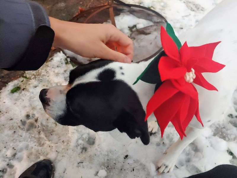 Holiday poinsettia for dog