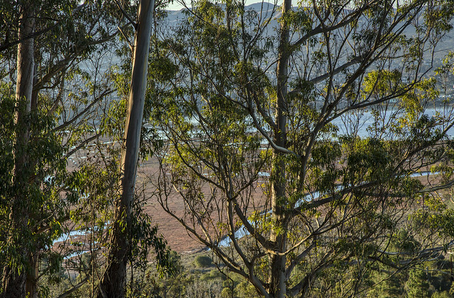 Eucalyptus Above the Salt Marsh--Winter