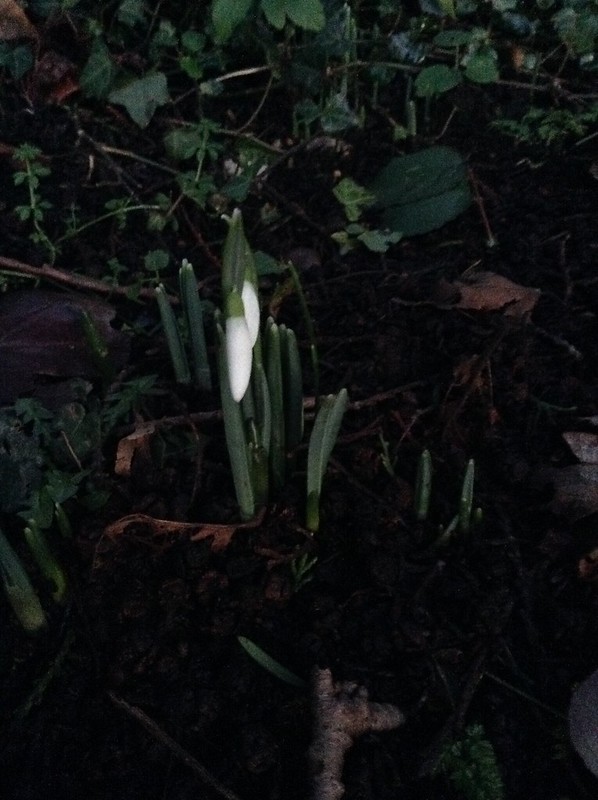 First Snowdrops, Christmas Eve