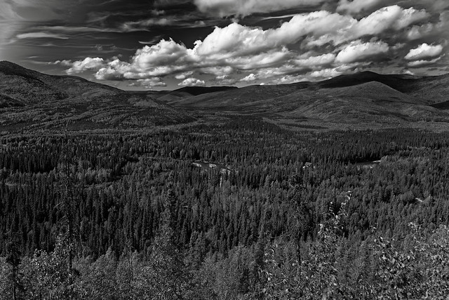 It's Wild Out There...And It's So Amazingly Beautiful! (Black & White, Chena River State Recreation Area)