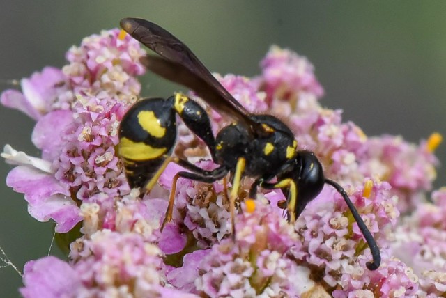 Wasp - Guêpe  /  Vespidae  --  Eumenes papillarius