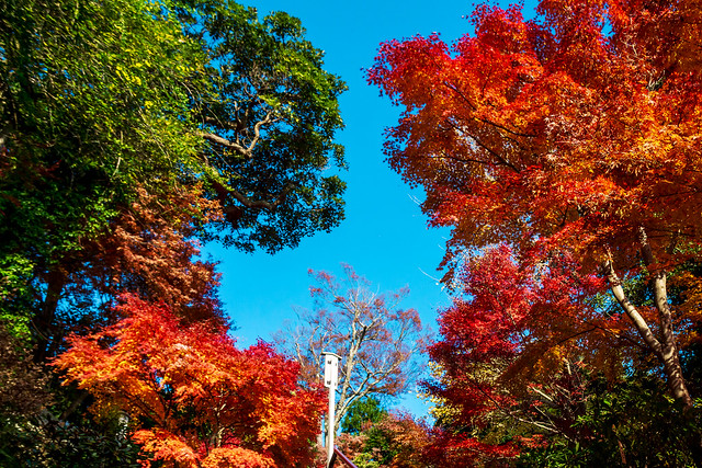 Autumn leaves at Hase-dera Temple : 長谷寺紅葉