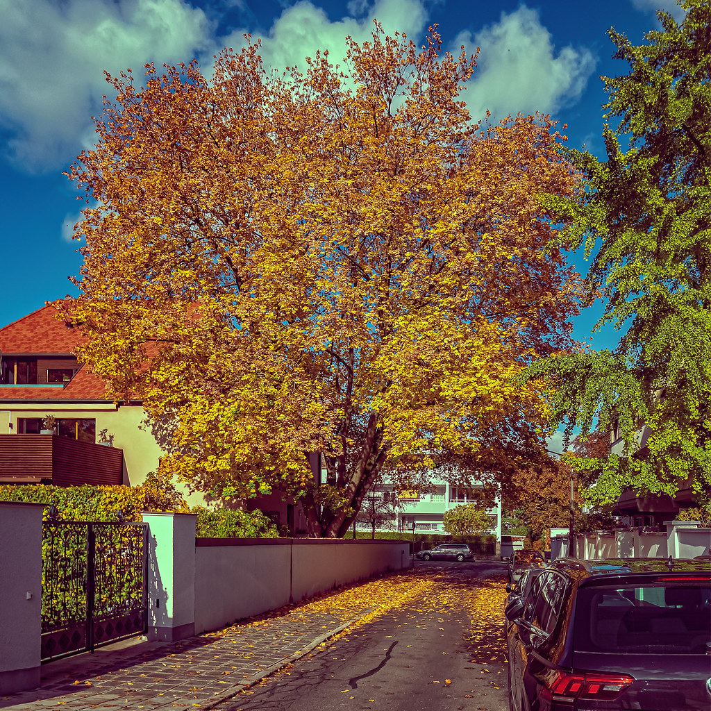 Autumn Tree IV