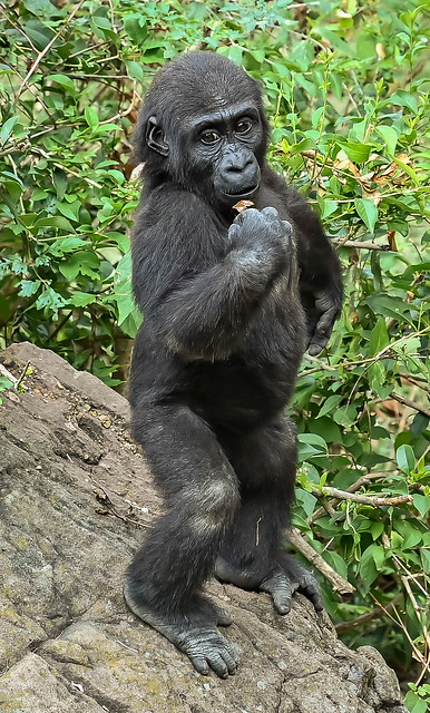 Mbani - male Western Lowland Gorilla