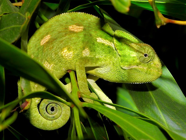 Mediterranean chameleons (Chamaeleo chamaeleon) ©