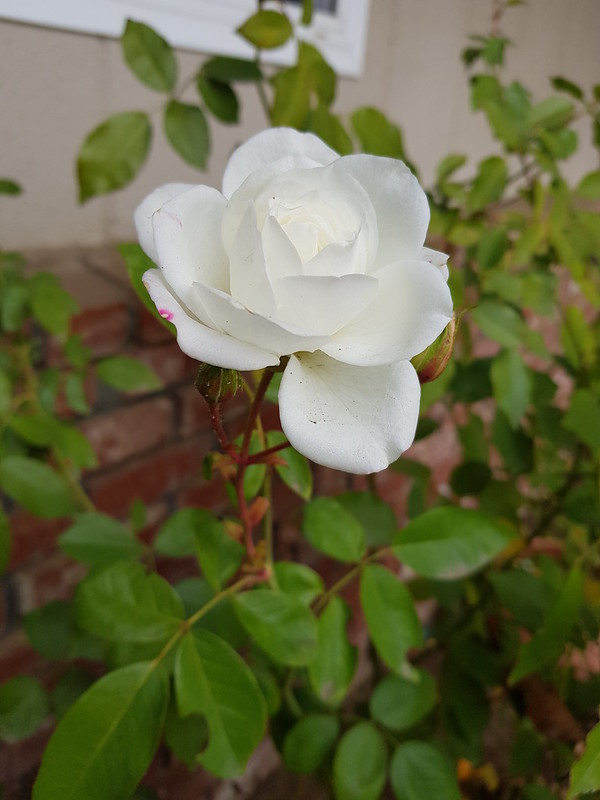 Rosa sp. Rosaceae - white rose 2