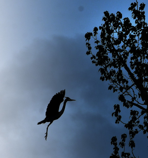 COMING IN FOR A LANDING,   BLUE HERON NESTING  NEAR THE VEDDER RIVER BACKWATER,  NEAR CHILLIWACK,  BC.