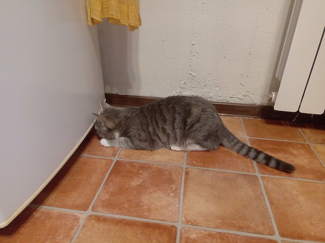 The mouse is under the fridge.