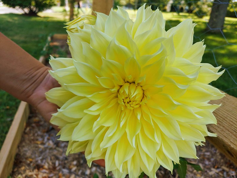 Yellow dinnerplate dahlia in the fence garden