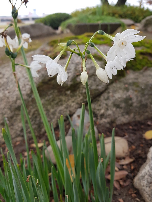 Narcissus sp. Liliaceae-Daffodil 2