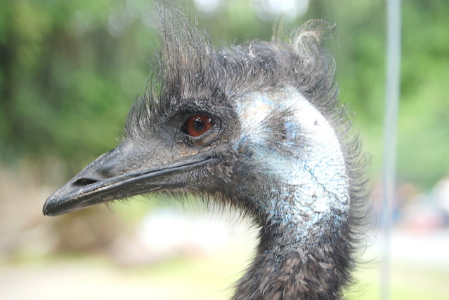 EMU  NEEDS A HAIR CUT.