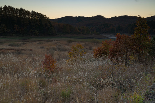 苫田郡 岡山県 japan 恩原高原 恩原湖 高原 field 湖 lake 夕景 sunset ススキ 紅葉 autumnleaves