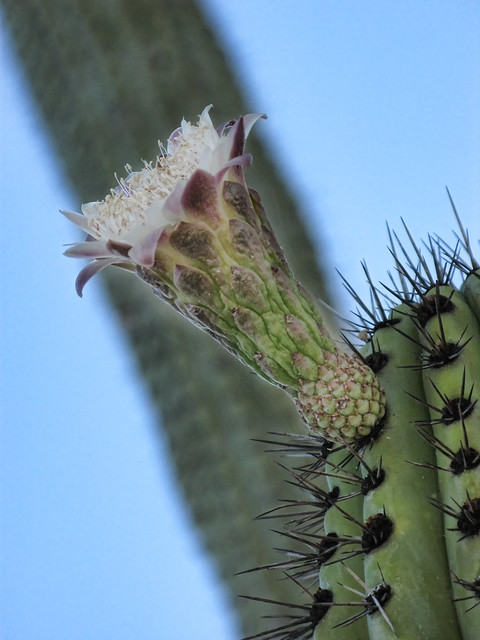 Flor de Cacto  Cactus flower