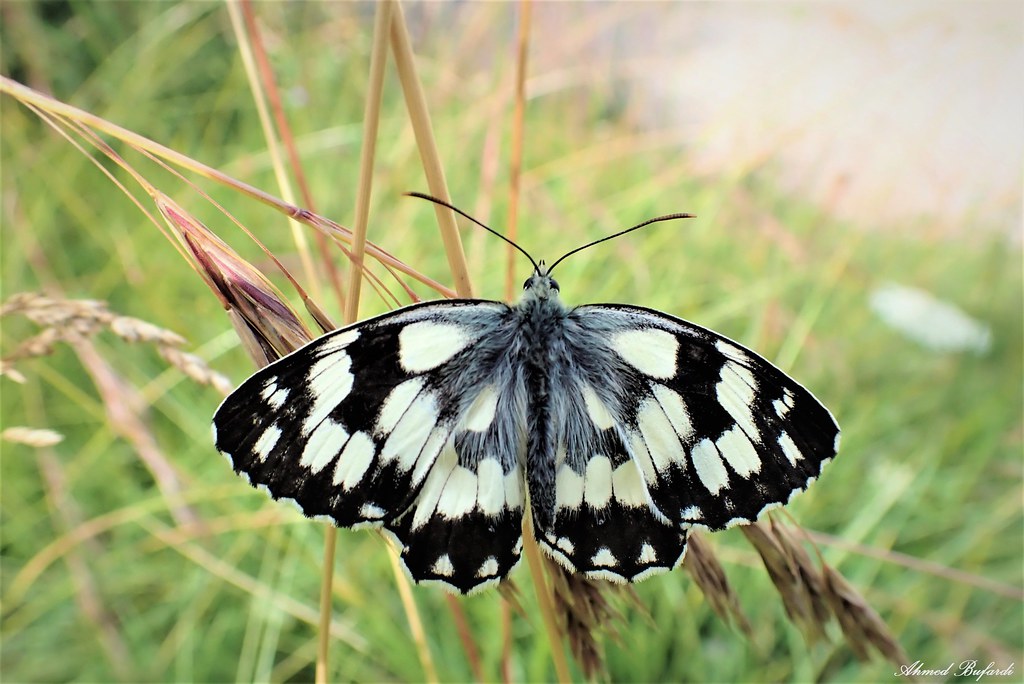 Butterfly 2032 (Melanargia galathea)