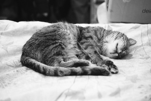 7e4_c263149-tuna-sleeping-cat