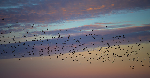 let the dance of the starlings begin