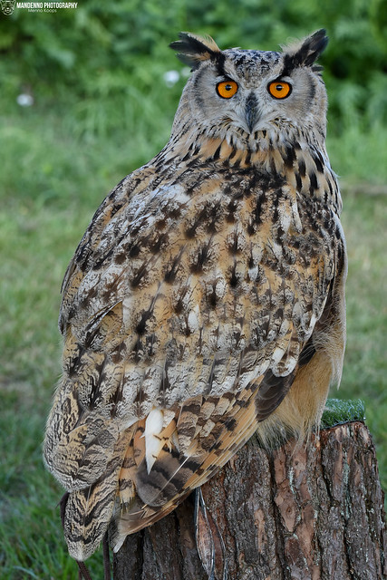 Siberian eagle owl - Falconry fair