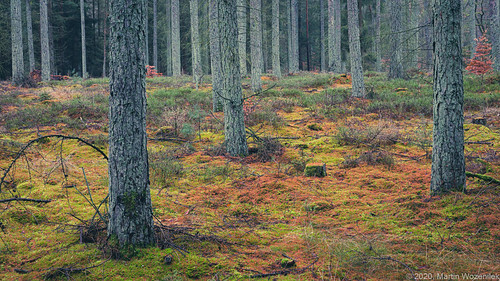 boitze lowersaxony germany göhrde canon 5dmarkiv sigma 50mm wood woods woodland forest tree trees hikiing landscape nature polariser polfilter