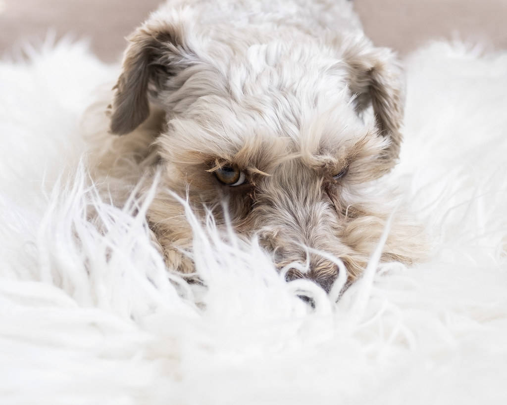 Fluffy puppy fluffy rug