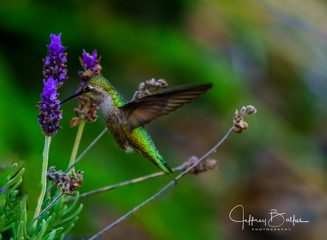 Hummingbird Feeding in Lavender