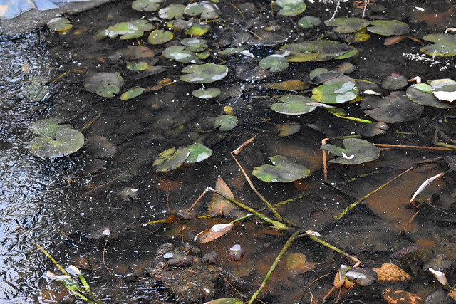 Lily Pads Under Ice.