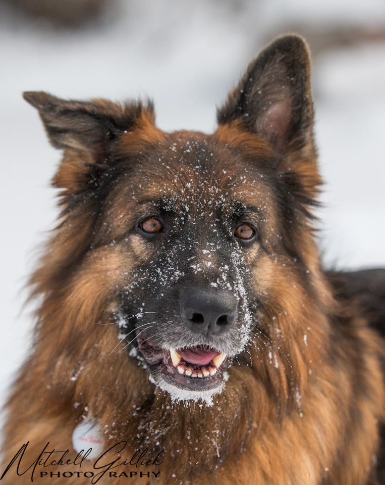 _W9A5468.jpg | German Shepherd Dog winter snow | dr mitch | Flickr