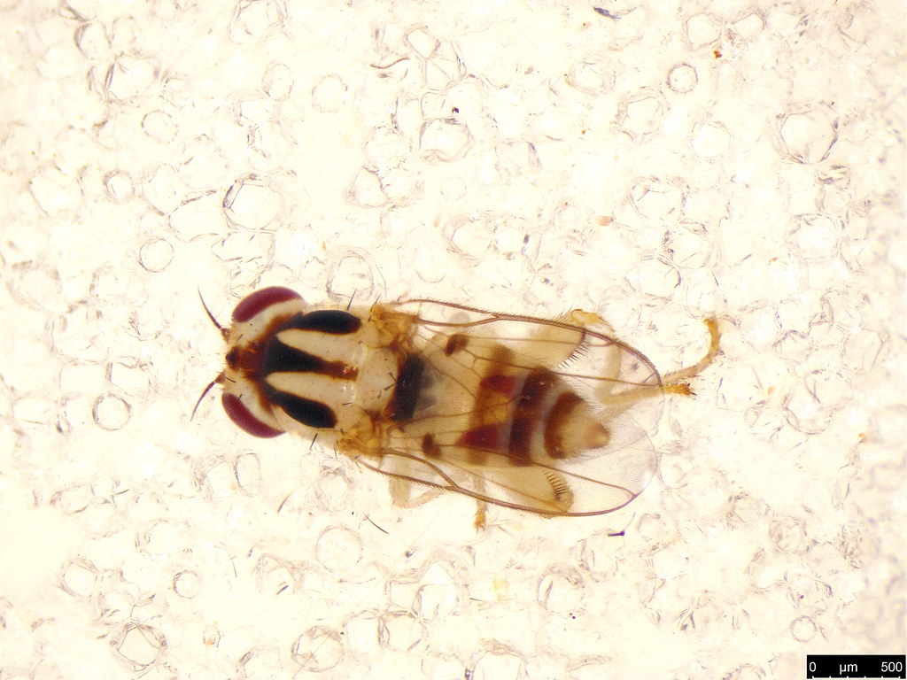 34b - Diptera sp.
