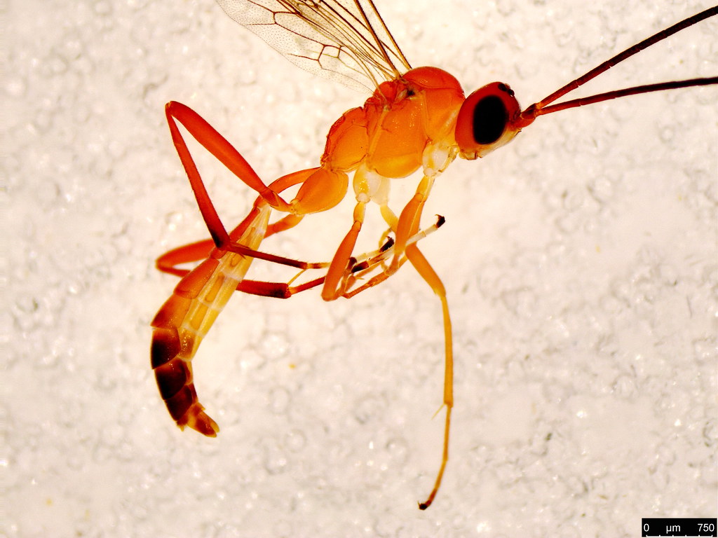 40b - Ichneumonidae sp.