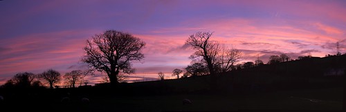 christmasdaydawn betwsynrhos conwy northwales greatbritain uk unitedkingdom december25th2020 sunrise magentasky pink magenta cerise trees fields silhouettes sheep agriculture countryside