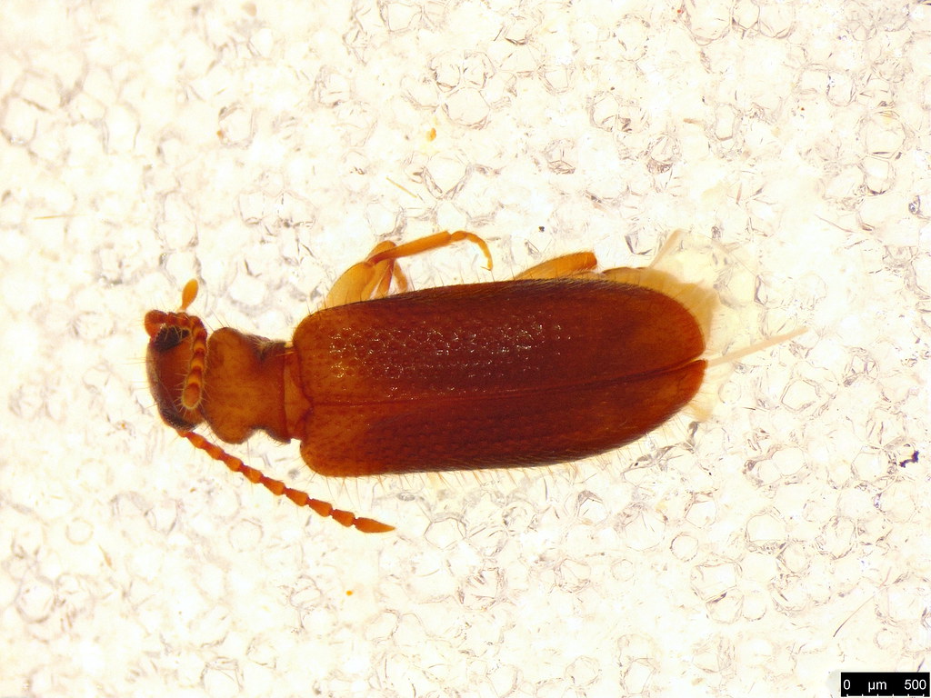 18b - Anthicidae sp.
