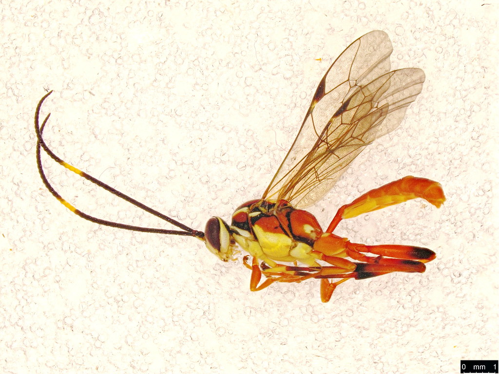 36a - Ichneumoninae sp.