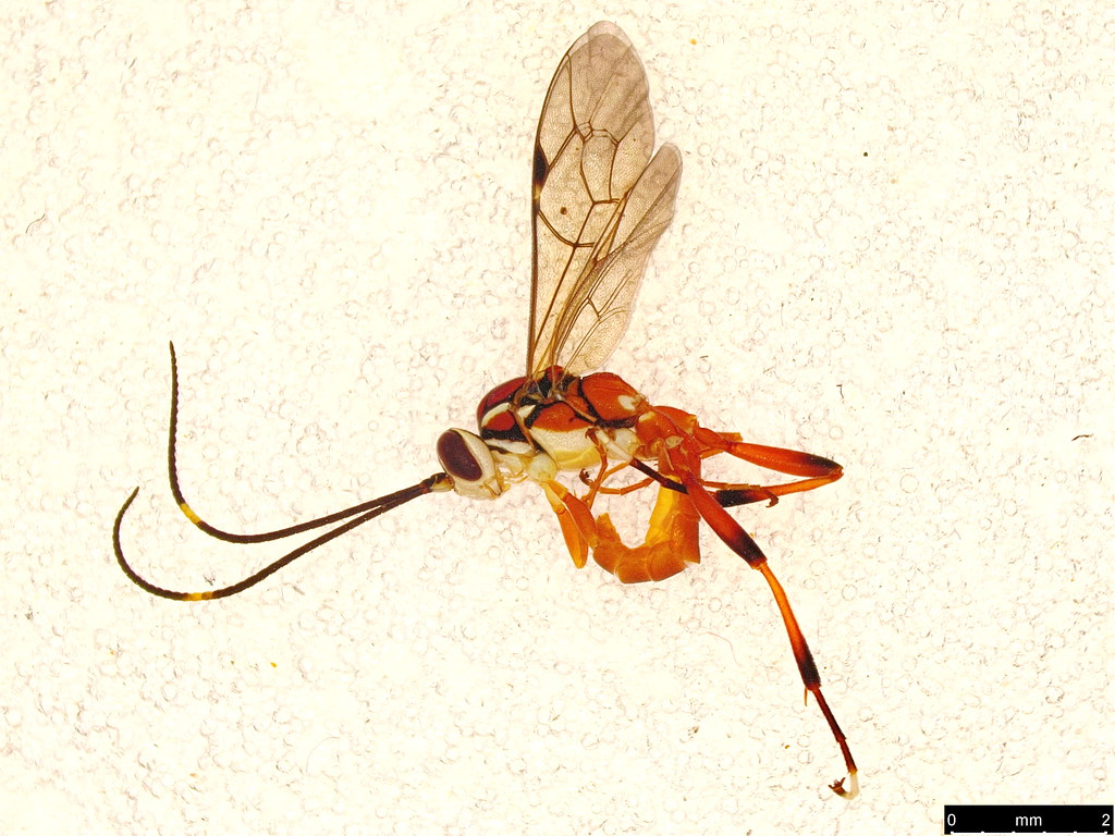36b - Ichneumoninae sp.