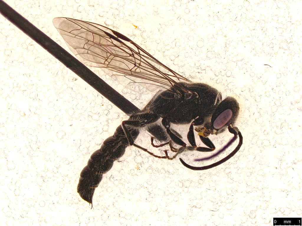 42a - Tiphiidae sp.