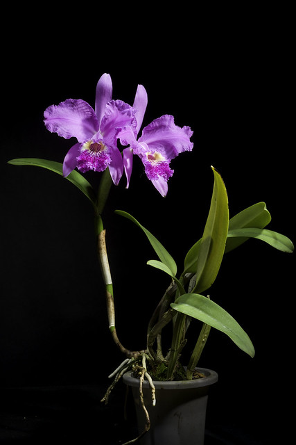 Cattleya lueddemanniana ‘Paul Drago’ Rchb.f., Xenia Orchid. 1: 29 (1854)