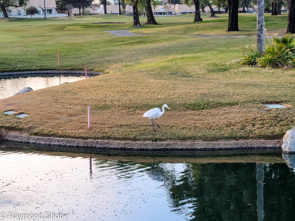 Bob the egret. As far as I can tell Bob (or Bobette) is lonely. We only see one egret a time, so I assume the same one for the past eyar. Sun Lakes Country Club Banning CA
