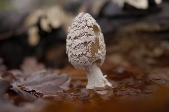 Eaten mushroom